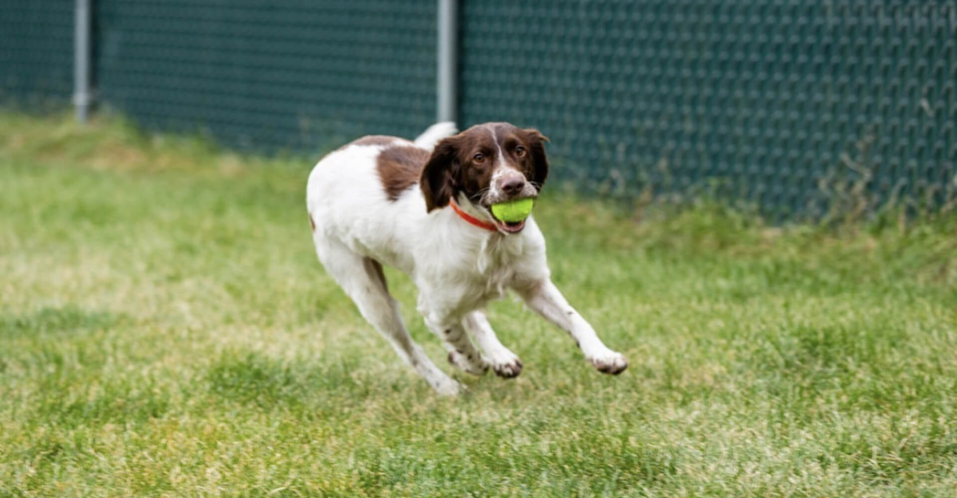 Providing excellent veterinary care for over 20 years!