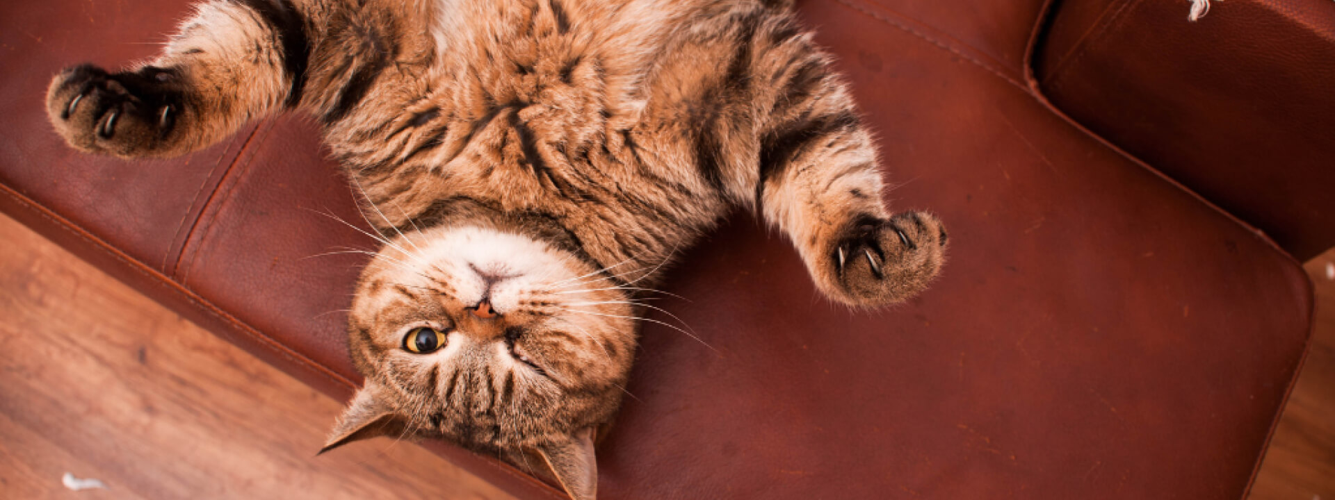 Is Your Cat Acting Strange? Behavior Changes That are a Red Flag