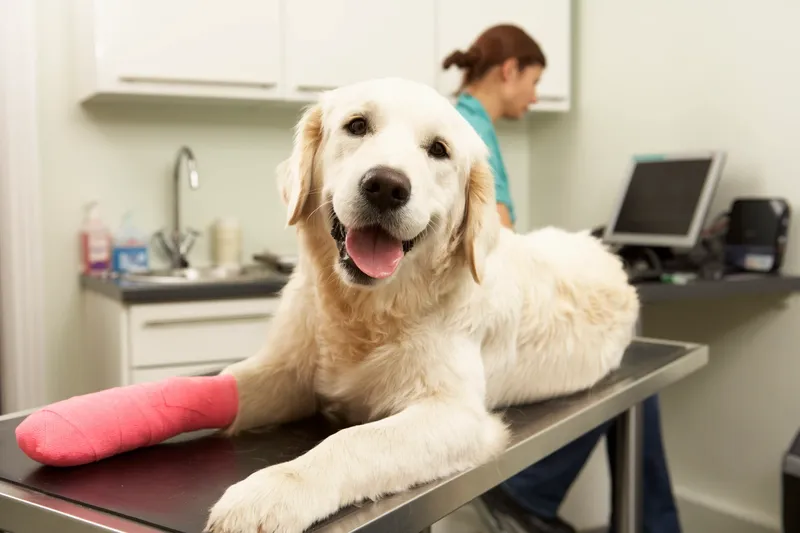 dog cast