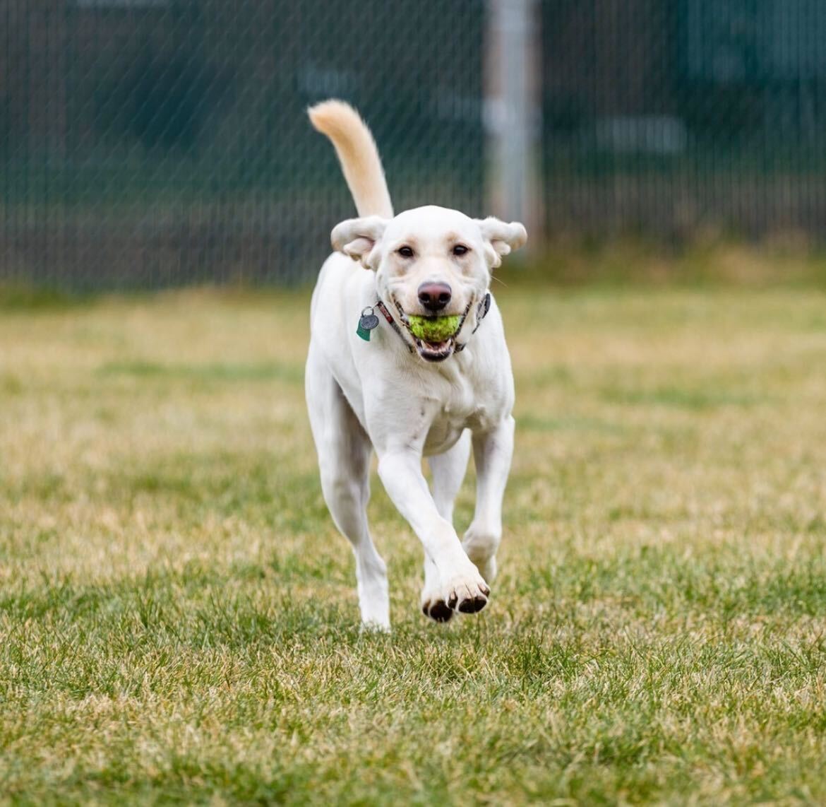 westsidefamilypetresort