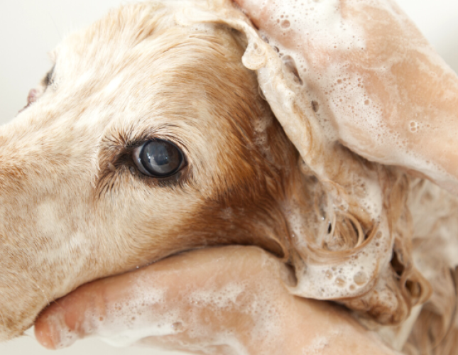 The 5 Grooming Things You Should Check on Your Dog Every Month