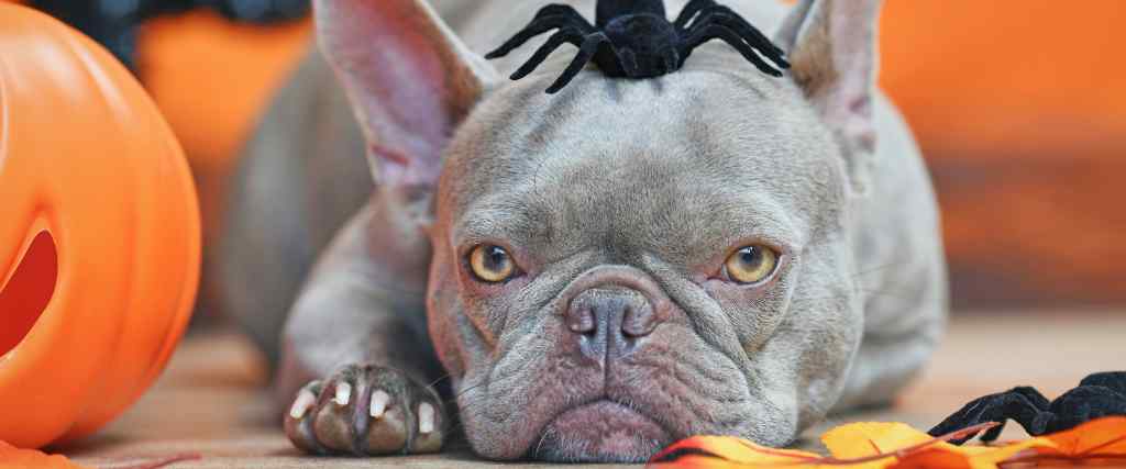 Gray french bull dog laying on the porch with a fake spider on its header for Halloween